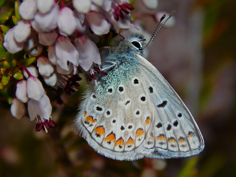 Lycaenidae da confermare